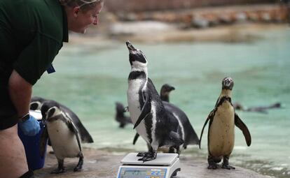 A penguin reacts with a zoo keeper as it stands on weighing scales for the Zoo's annual weigh in, in London, Thursday, Aug. 23, 2018. Home to more than 19,000 animals in their care, 800 different species, zookeepers regularly record the heights and weights of all the creatures at ZSL London Zoo as a key way of monitoring the residents' overall wellbeing. (AP Photo/Frank Augstein)