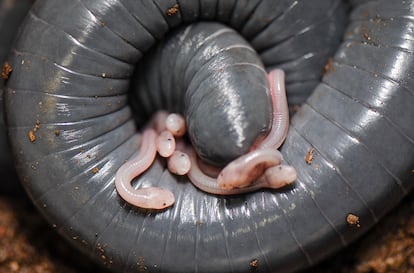 Las crías de la cecilia de anillos (Siphonops annulatus) se alimentan de una sustancia parecida a la leche que sale de la cloaca de la madre