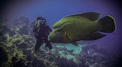El buzo y microbiólogo Daniel Lucas a 12 metros de profundidad en el Parque nacional Ras Muhammad, Mar Rojo, en 2017.