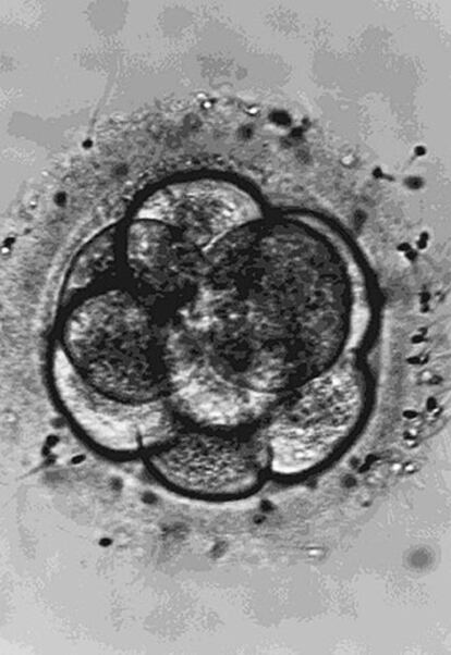 Un embrión humano tres días después de la fecundación.