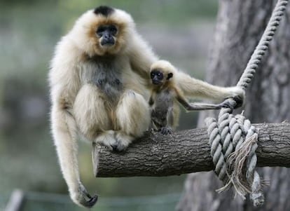 Un gibón con su cría en el zoo de Varsovia.