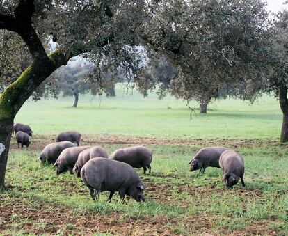 En la época de la montanera, los cerdos de bellota 100% ibéricos de la DOP Jabugo recorren en libertad kilómetros de dehesas para alimentarse con estos frutos, proporcionando un sabor y aroma inconfundibles. 