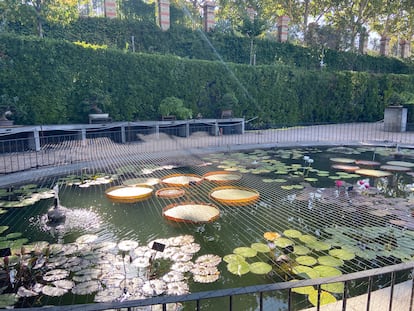 El estanque de la Terraza de los Bonsáis al atardecer, en una foto de agosto de 2022. En el centro, las imponentes hojas del Victoria cruziana.