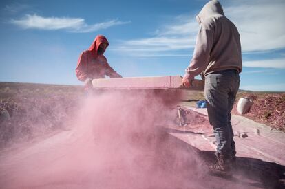 Dos campesinos ciernen granos de quinoa durante la cosecha.