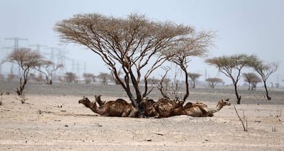 Camelos descansam baixo as árvores no deserto de Sharjah, nos Emiratos Árabes Unidos.