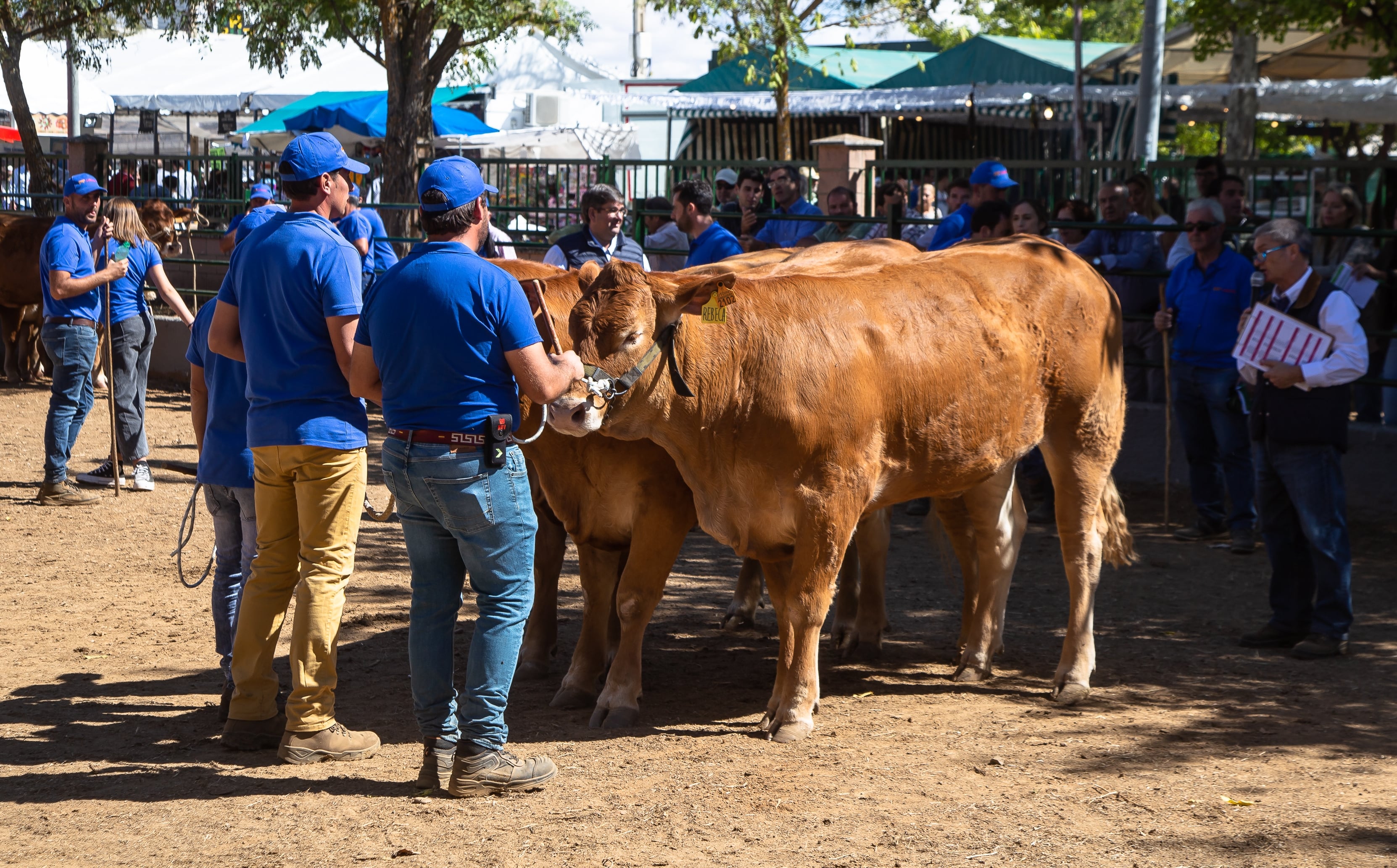 Dos trabajadores sujetan a varias vacas durante la Feria internacional Ganadera de Zafra, a 30 de septiembre de 2022, en Badajoz.