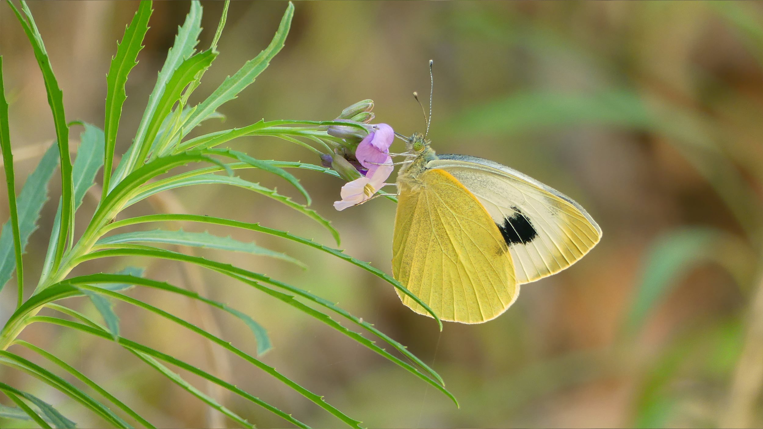 La agónica búsqueda de la mariposa capuchina, la más amenazada de España