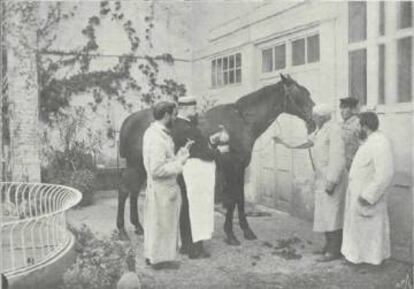 Médico de Barcelona extrai sangue de um cavalo