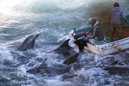 Los activistas calculan que cada uno de estos pescadores atrapan al día alrededor de 40 delfines.