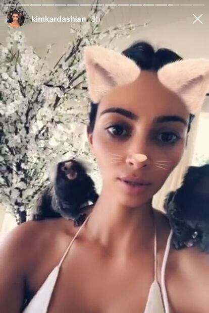 Kim Kardashian.

Los tití pigmeo, considerados como los monos más pequeños del mundo, han aparecido en varias ocasiones como invitados a los Stories de la celebrity y empresaria. Un hecho censurado por la organización animalista PETA, que defendió que estos animales deben estar en libertad y no formando parte de este tipo de “escenas erróneas”.