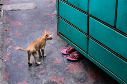 La trabajadora sexual Kulsum juega con su gato en el burdel de Kandapara de Tangail. 
