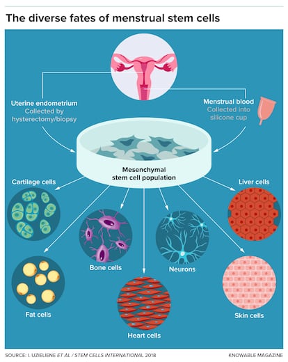 Endometrial stem cells can be obtained by biopsy or in menstrual blood.