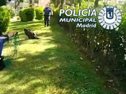 Policías municipales rescatan a un buitre de unos jardines del distrito madrileño de Hortaleza.