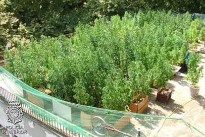 Una de las plantaciones de marihuana en una terraza.
