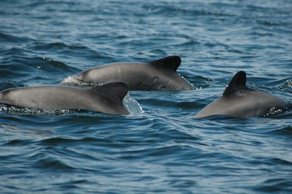 Un grupo de delfines chilenos.