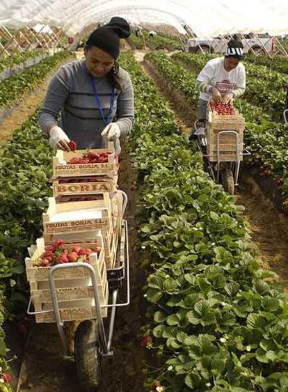 Inmigrantes filipinas, en la recogida de la fresa de Almonte.