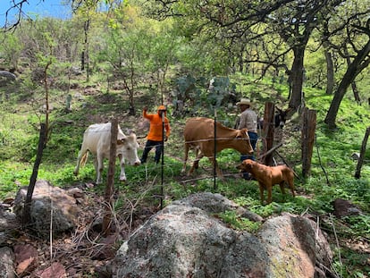 Científicos de Naturalia trabajan con ganaderos arreglando los cercos de exclusión para evitar que las vacas accedan a zonas de riesgo.