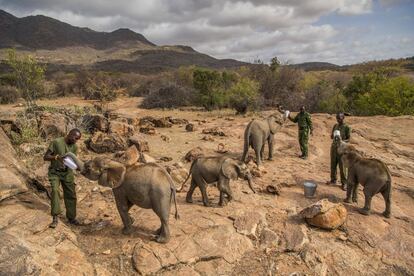 Imatge captada per la fotògrafa Ami Vitale, guanyadora del primer premi de la categoria Natura (sèries). La foto mostra un grup de treballadors alimentant elefants acabats de néixer al Santuari Reteti Elephant, al nord de Kènia, l'11 de febrer del 2017.