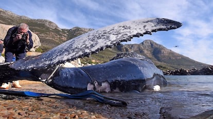 El cadáver de una ballena jorobada yace en la orilla en Ciudad del Cabo, Sudáfrica, este jueves. Tres ballenas quedaron varadas en las últimas dos semanas, de la cuales dos fallecieron.