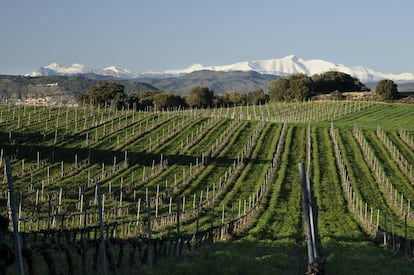 Viñedos en la comarca de la DO Somontano.