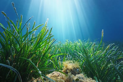 Una pradera de posidonia en aguas valencianas.