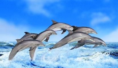 Grupo de delfines en el mar.