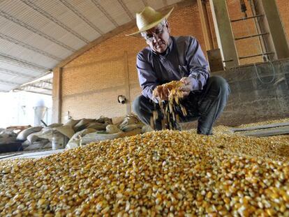 Um agricultor examina o milho transgênico que cultiva.