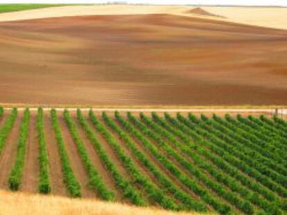 Vi&ntilde;edo que puede contemplarse en la Ruta del Vino de Rueda.