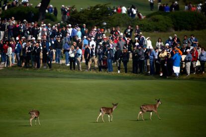 PEBBLE BEACH, CA - FEBRUARY 12: A general view of wildlife in the 12th fairway during the second round of the AT&T Pebble Beach National Pro-Am at the Monterey Peninsula Country Club (Shore Course) on February 12, 2016 in Pebble Beach, California. Sean M. Haffey/Getty Images/AFP == FOR NEWSPAPERS, INTERNET, TELCOS & TELEVISION USE ONLY ==