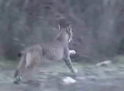 Un lince grabado en Castilla-La Mancha, donde se creía extinguido.