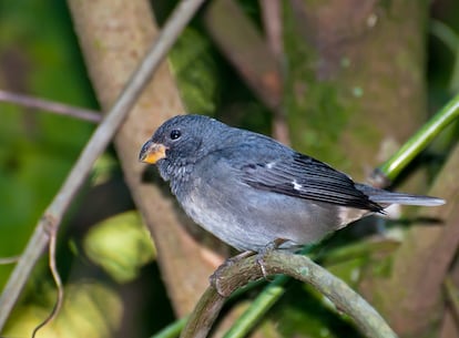 Aves de la selva atlántica