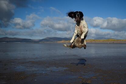 Un perro salta para atrapar una pelota en una de las playas del pueblo irlandés de Rossbeigh, el 4 de febrero de 2018.