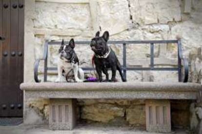 Dos perros bulldog en un banco del pueblo de Albarracín.