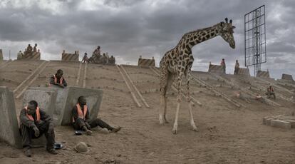 Onde um dia eles vagaram livremente, nas terras desabitadas do Masai (Quênia), perto do parque nacional de Amboseli, animais selvagens lutam para se adaptar a um novo mundo. Eles são os novos excluídos da civilização, protagonistas do mais recente trabalho do fotógrafo, 'This Empty World, que é exibido na Fahey Klein Gallery, de Los Angeles (EUA).