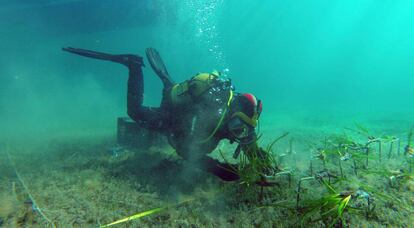 Un buzo planta posidonia en las aguas de Mallorca.