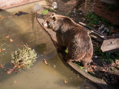 El osos macho Matjo junto al árbol de navidad que acaba de lanzar al agua