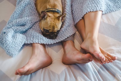 Un 60% de los dueños de perros permiten que duerman con ellos en la cama.