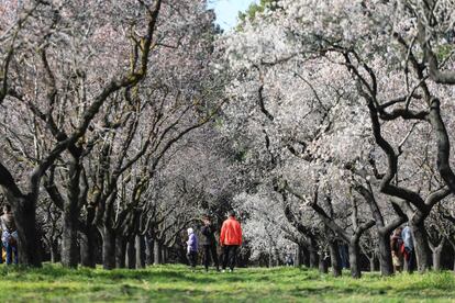 7.688 árboles llenan de colorido el parque de la Quinta de los Molinos. Pinos, cipreses, olivos o eucaliptos son algunos de ellos, aunque los almendros son la principal atracción.