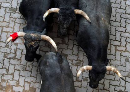 Los toros de la ganadería de Miura han protagonizado el último encierro de los Sanfermines 2016.