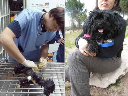 <i>Nena,</i> recibiendo atención médica por sus quemaduras. A la derecha, <i>Nena</i> tras ser recuperada y adoptada.