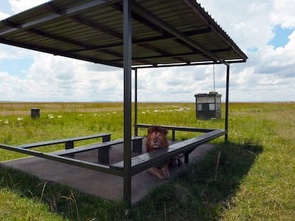 Un león, en el aeródromo de Masai Mara, Kenia, durante el confinamiento que vació de turistas la sabana.