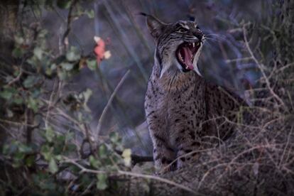 Lince en Castilla-La Mancha, una de las zonas de reintroducción de la especie.