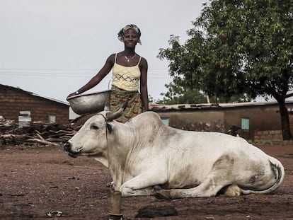 Una mujer pasa ante un cebú en Benín.