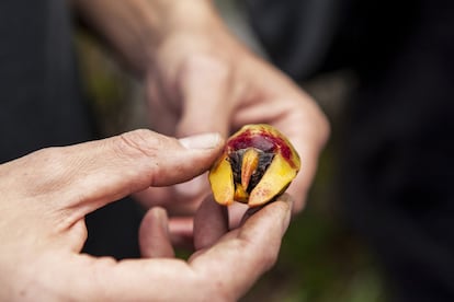 En el balneario chileno de Isla Negra se pueden encontrar cebollas de roca, espárragos de playas y fresas de mar. A diferencia de la que se puede hallar en el resto del mundo, la fresa de mar chilena tiene un fruto comestible: un aroma fuerte y similar a la fruta, pero de un exquisito sabor salado.