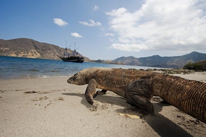 Las bellas, resecas y desoladas islas de Komodo y Rinca están dominadas por el dragón de Komodo, el rey de los lagartos (puede medir hasta tres metros y llegar a los 100 kilos). En el parque nacional de Komodo (komodo-park.com), que comprende también varias islas vecinas, además de ver al dragón, se pueden hacer varios circuitos guiados por las tierras bajas para ver animales, o recorrer (en Komodo) una sucesión de penínsulas, como dedos ribeteados por arena, que invitan a pasear y, sobre todo, al submarinismo y al buceo.