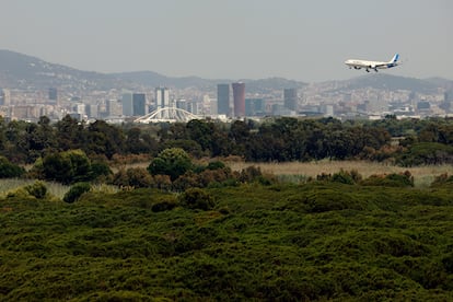 Un avión se dispone a aterrizar en el Aeropuerto de Barcelona-El Prat sobrevolando la pinada de La Ricarda.