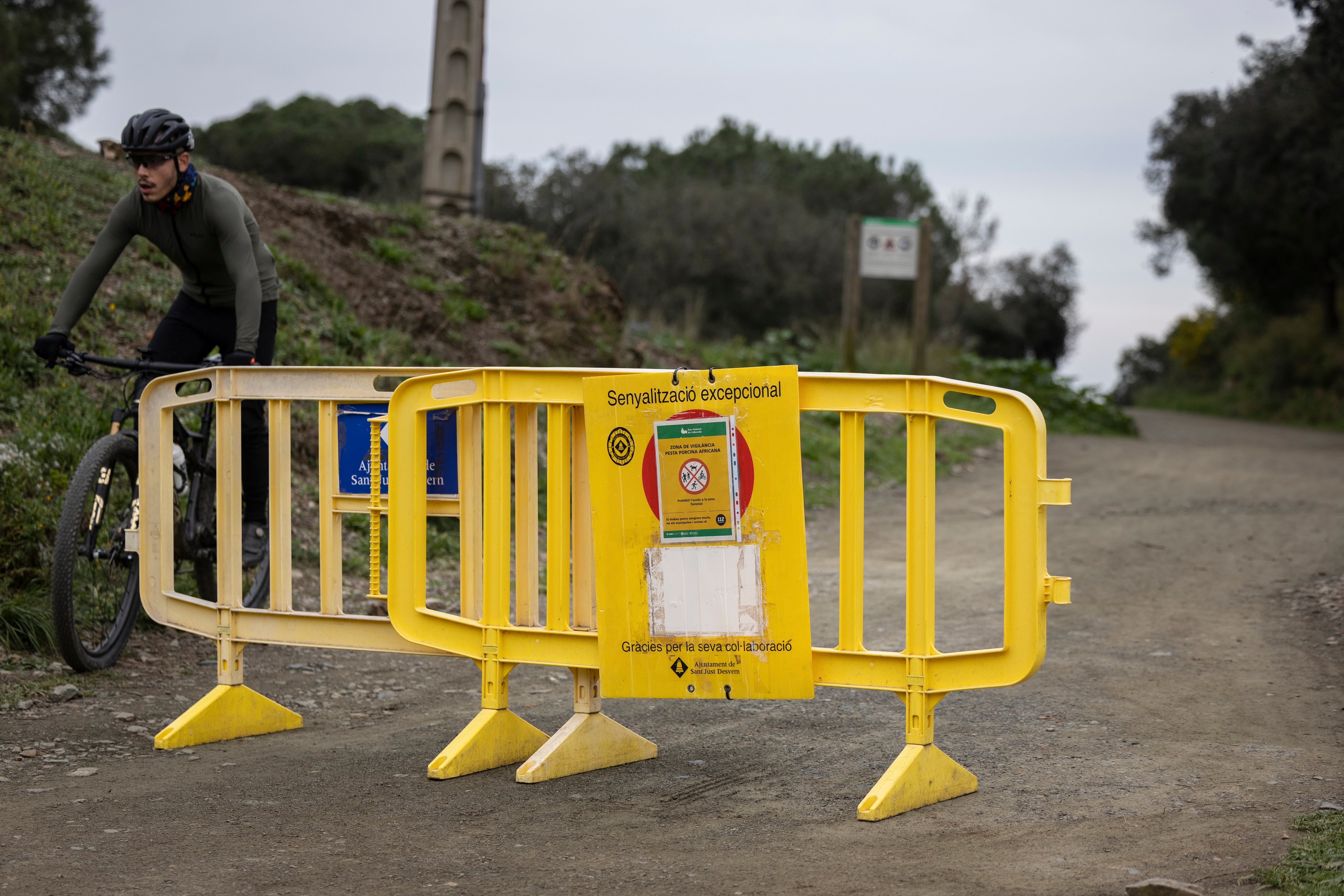 Un ciclista regresa a la zona segura delimitada por la pesta porcina en Collserola, este miércoles 11 de marzo. 