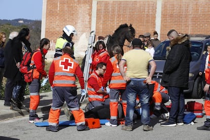 La Creu Roja at&eacute;n la geneta accidentada.