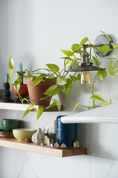 Potted plant and kitchen ceramic decor