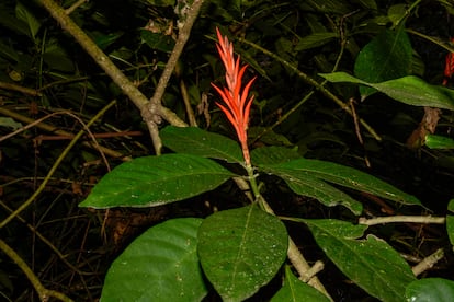 Un ejemplar de la 'Aphelandra montis-tusae'